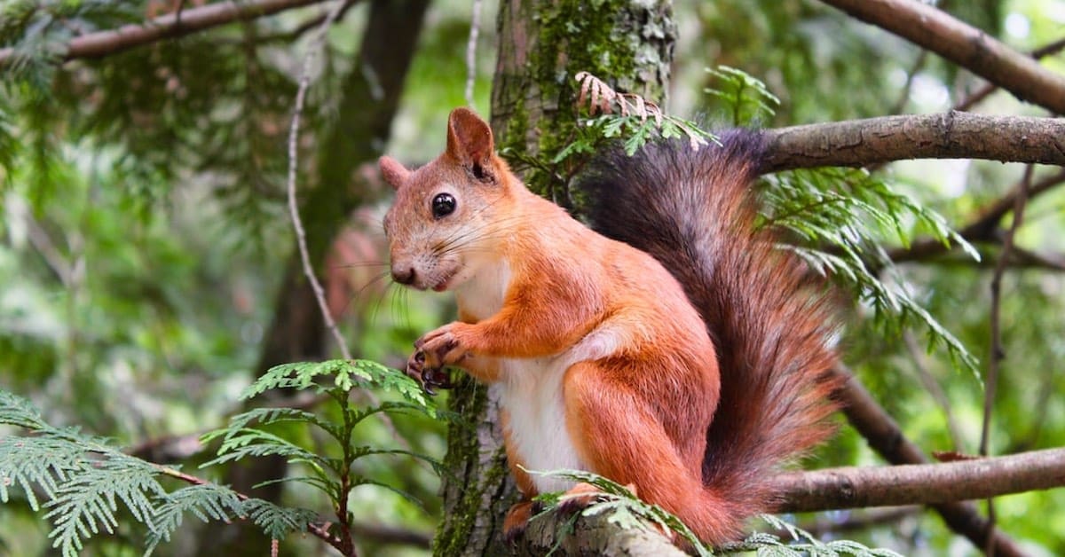 What Smell Keeps Squirrels Away? Precision Predator SC