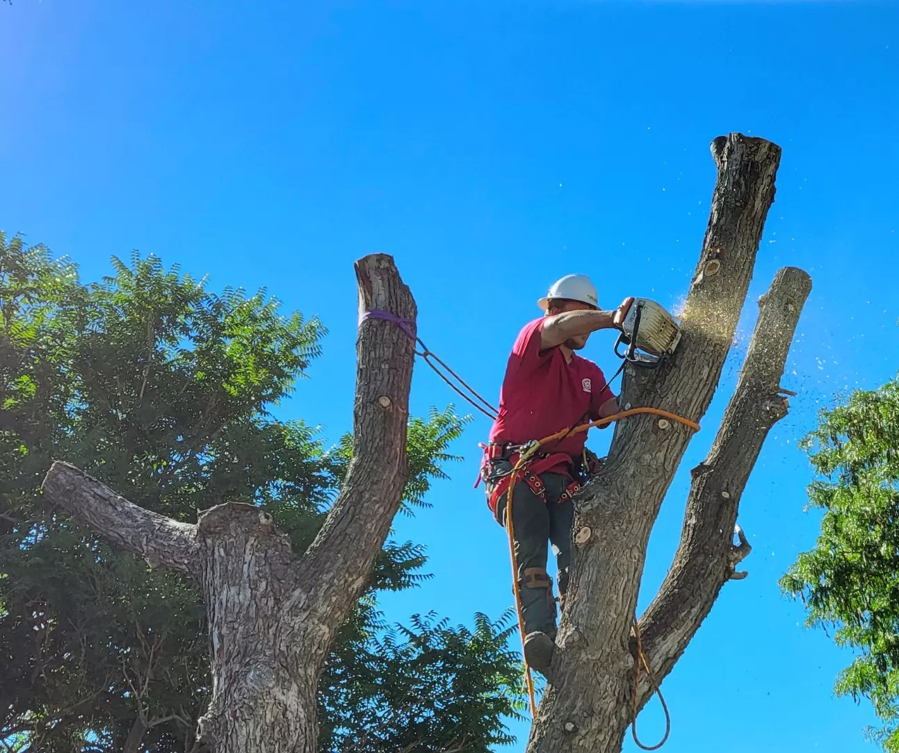 Tree and Stump Removal Services Precision Timber Felling(01)