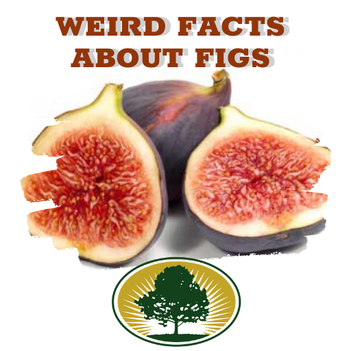 Weird Facts About Figs Precision Tree & Landscape