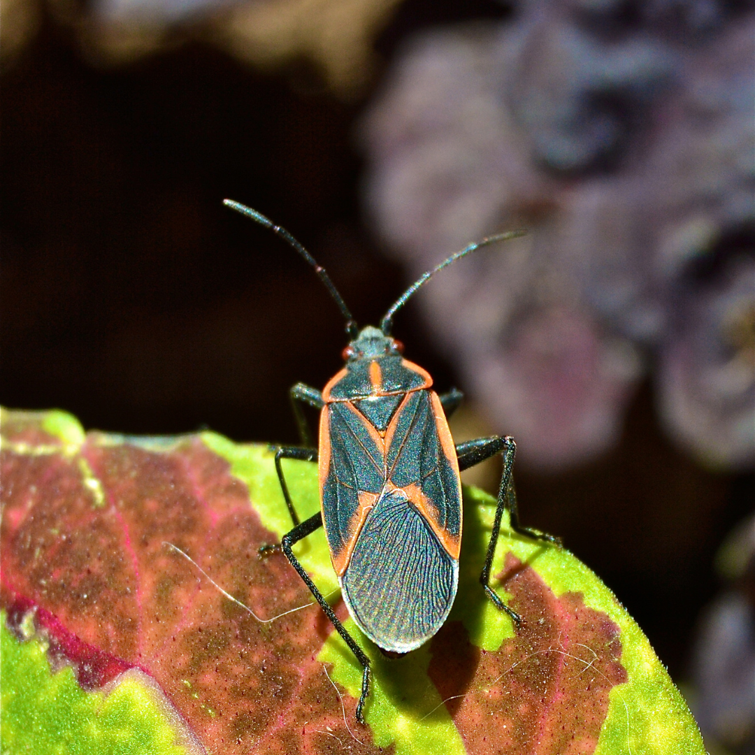 Box Elder Bugs and New Jersey Trees Precision Tree & Landscape