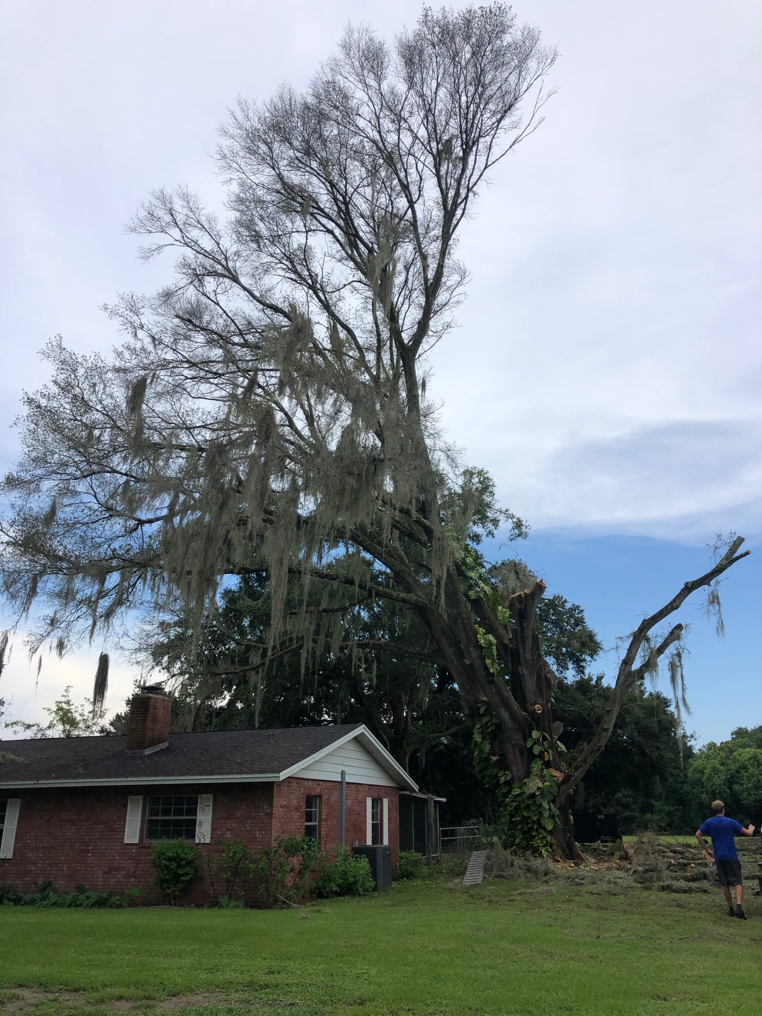 Plant City Tree Removal Precision Tree and Outdoor Services
