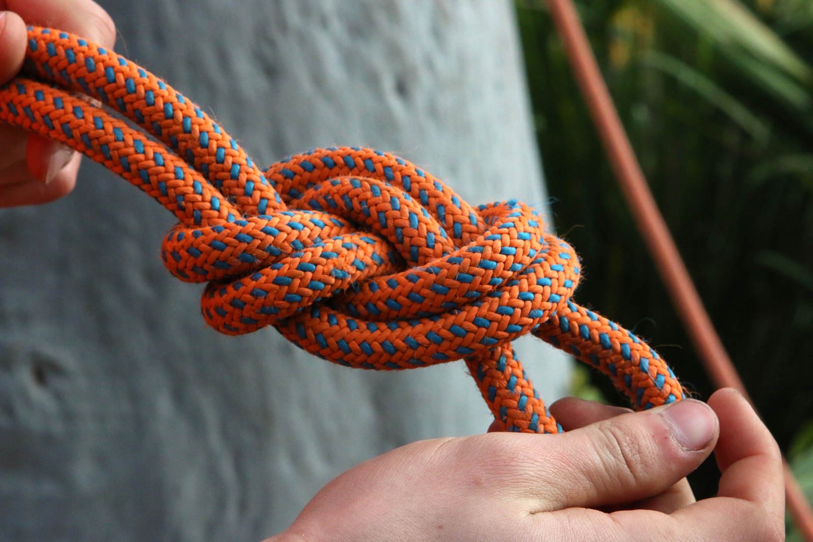 Northern Beaches Tree Loppers & Arborists. Precision Tree Services P/L.