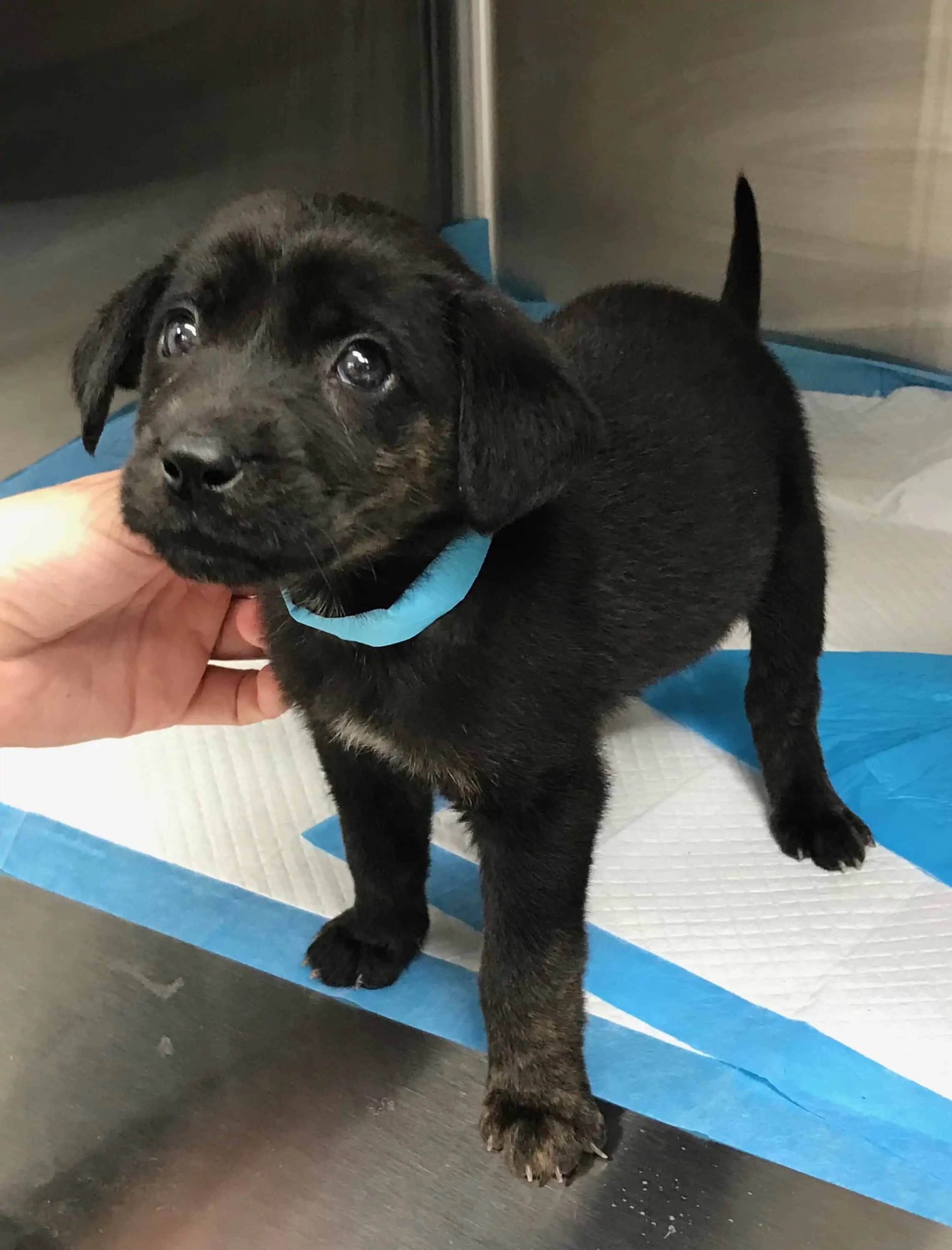 Blog Page 4 of 4 Precision Veterinary