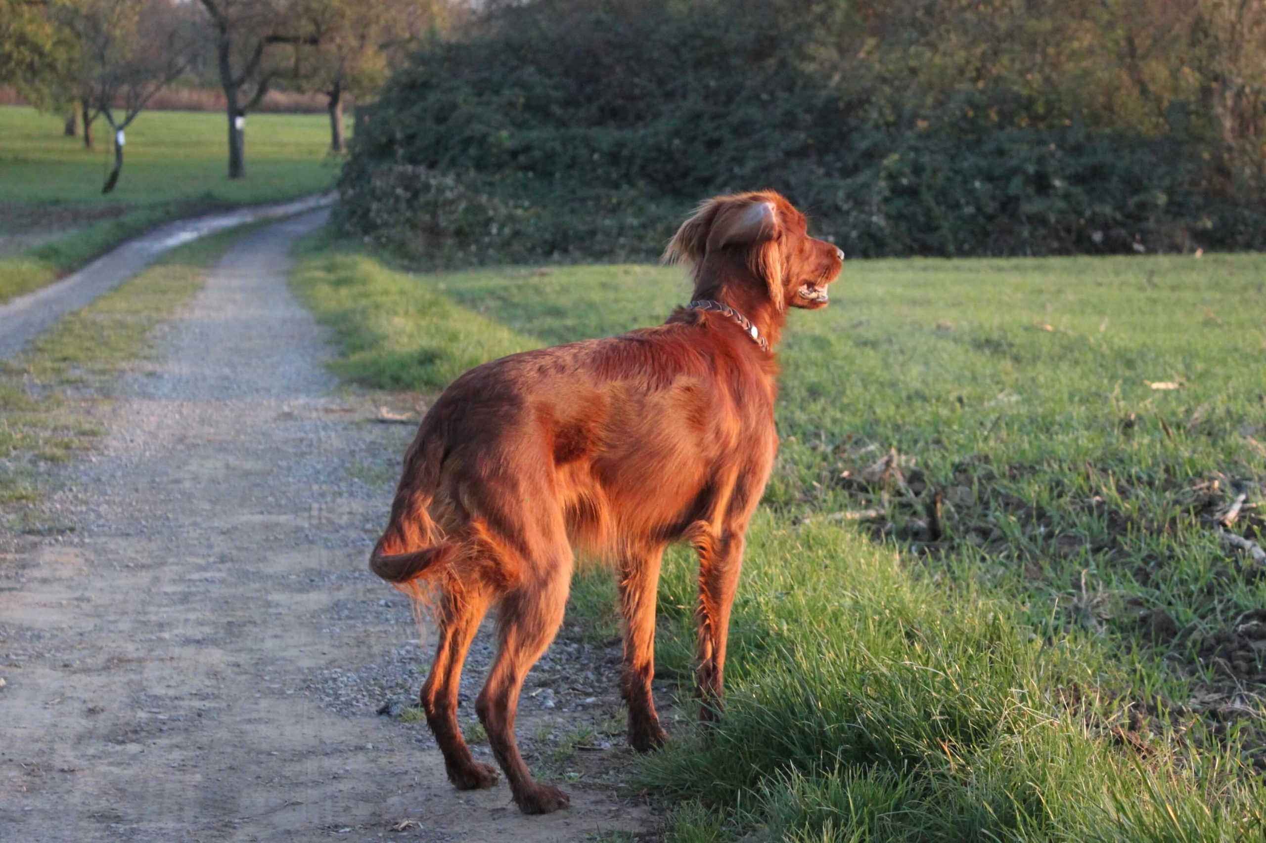 Make the StalkingDeal with your Dog Predation Substitute Training