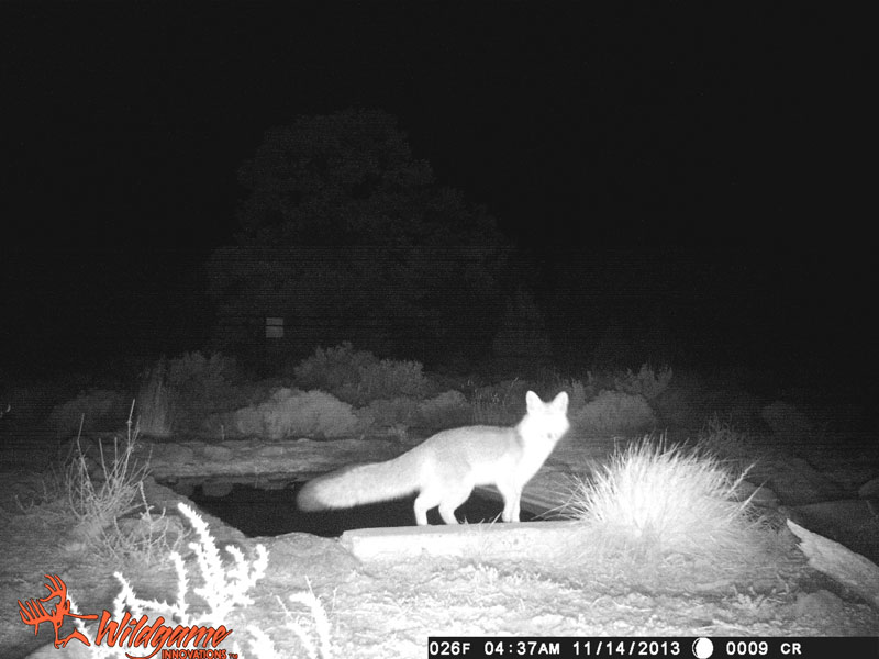 Mountain Lions Predator Calling Mountain Lions