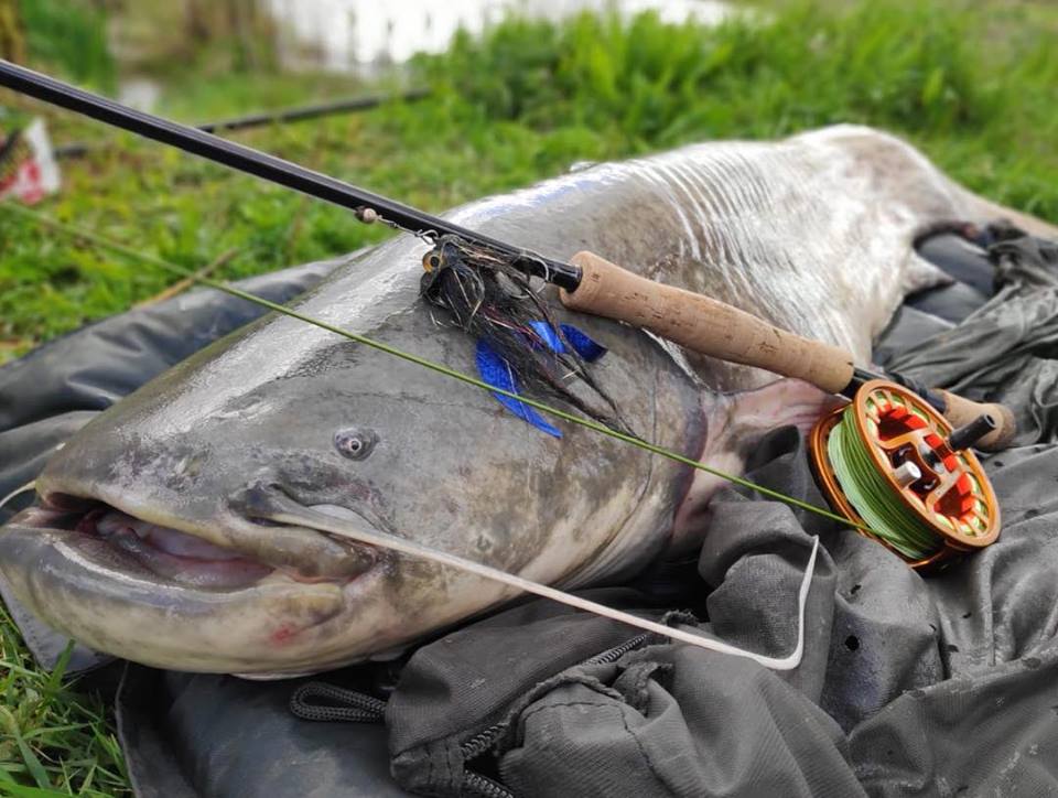 Fly fishing for Wels Catfish Predator Fly Fishing