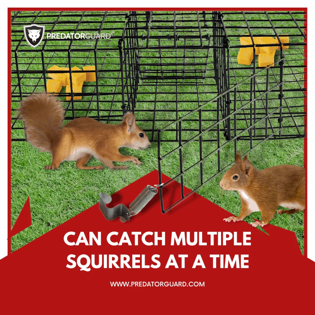 Squirrel Guard Squirrel MultiCatch Animal Trap Live Animal Trap for