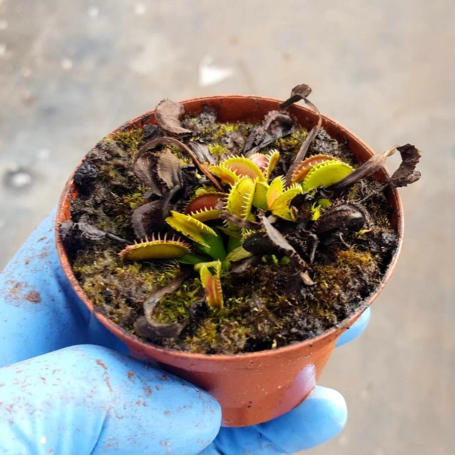 Dead Venus Fly Trap