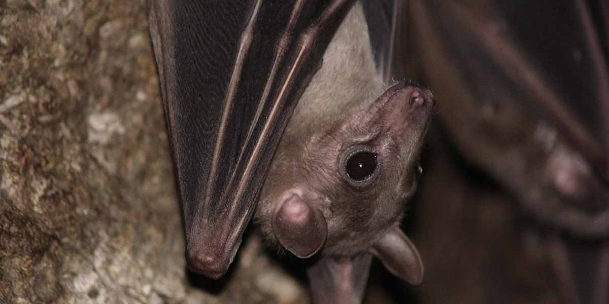 bat removal service bat removal minneapolis Preferred Wildlife