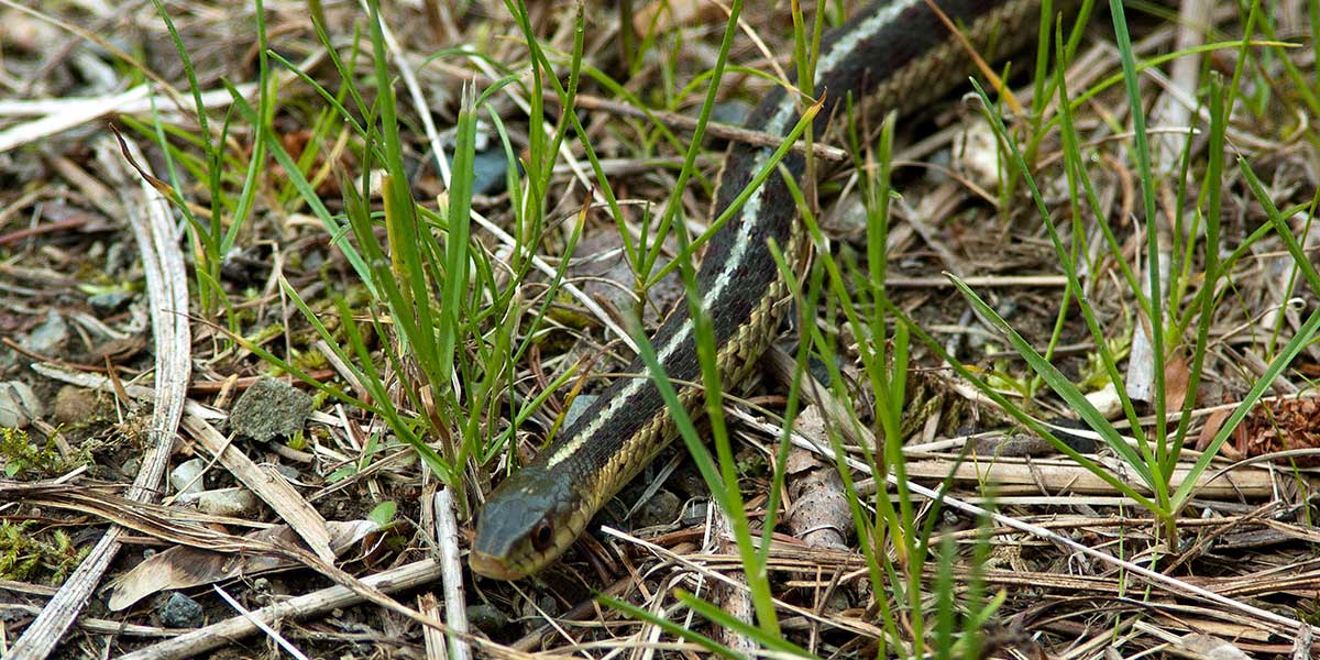 How Many Babies Do Snakes Have kinglystylesdesign