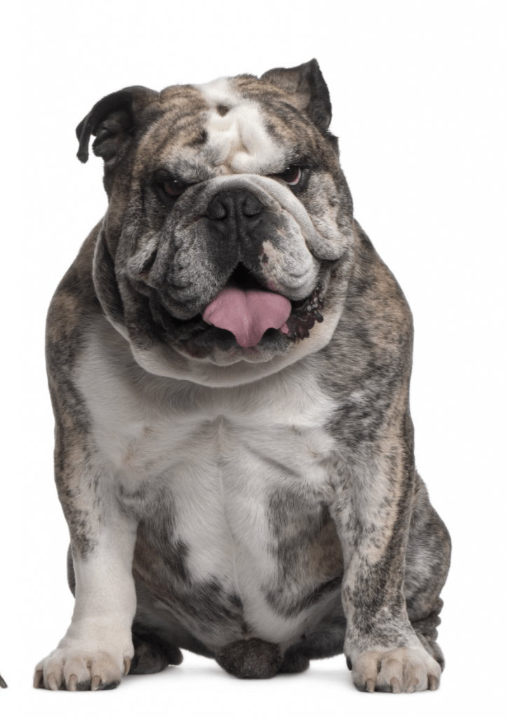 Blue Merle English Bulldog Everything You Need To Know Prefurred