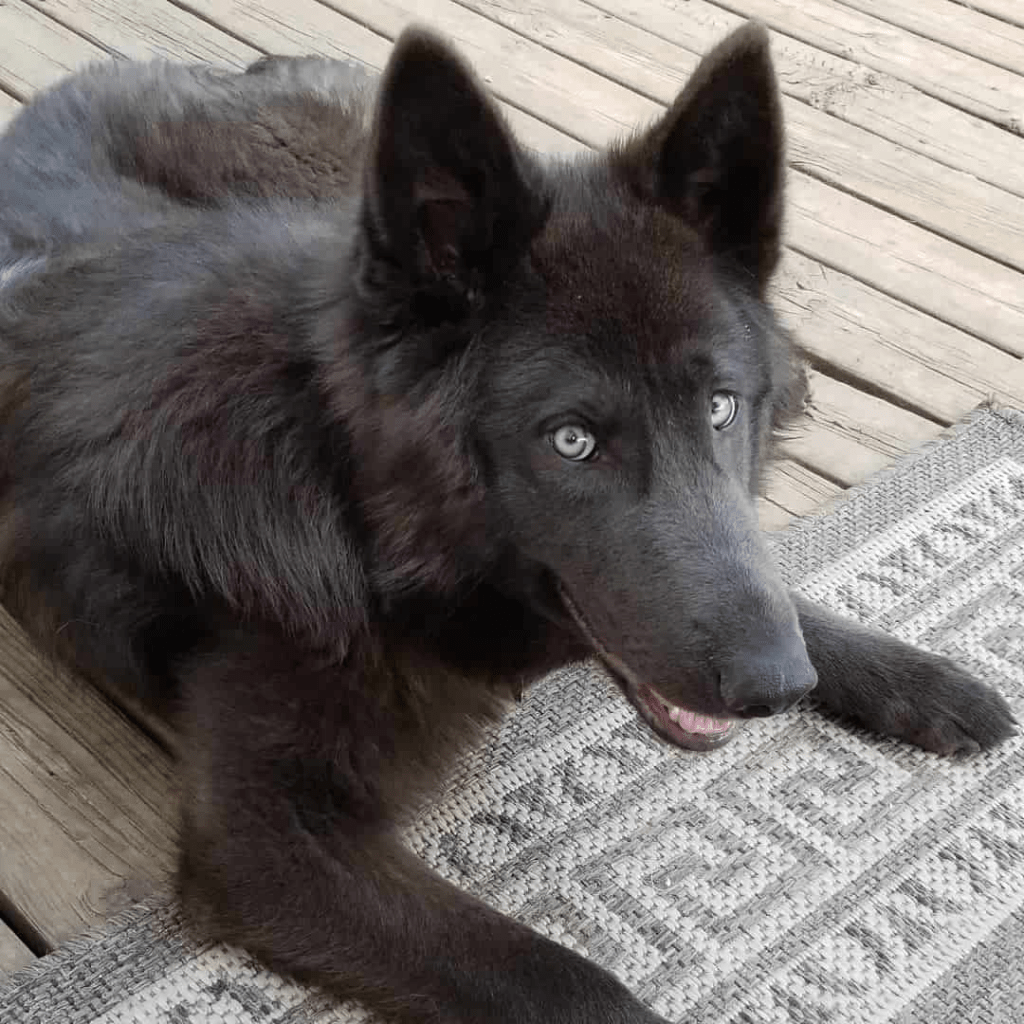 Lycan Shepherd - Everything You Need To Know - Prefurred