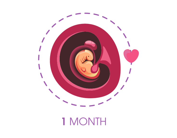 The Stages of Fetal Development MonthbyMonth in Pregnancy