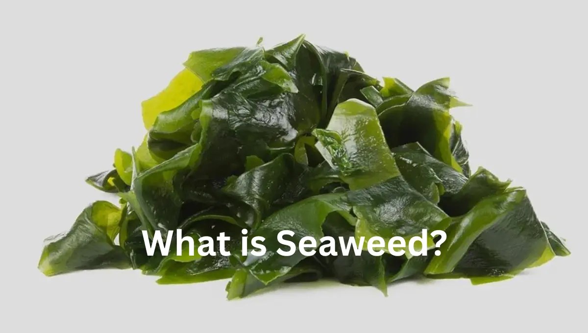 Can Pregnant Women Eat Seaweed? Pregnancy Boss