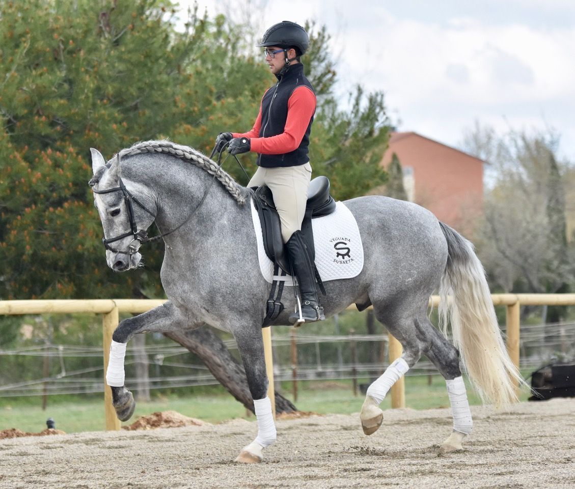 Andalusian horses for sale in madrid Spanih colts for Sale Spanish Stud