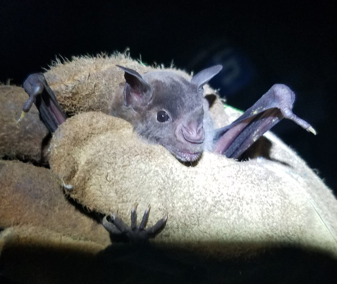Six new referencequality bat genomes illuminate the molecular basis