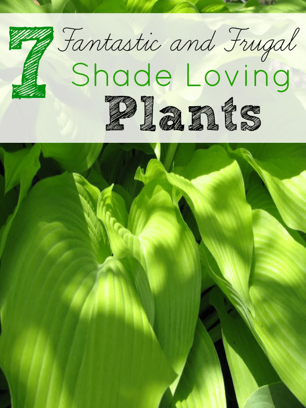 7 Frugal Shade Loving Plants