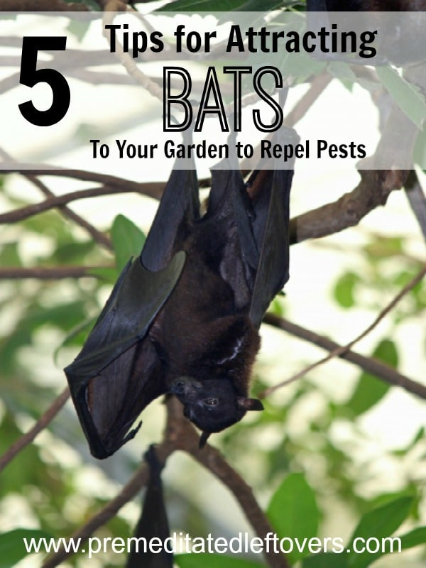 5 Tips for Attracting Bats to Your Garden