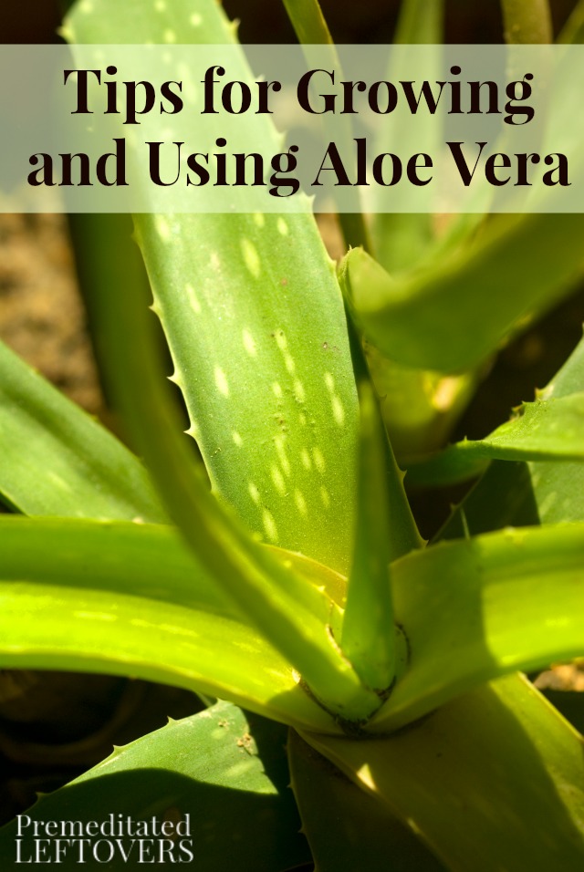 Tips for Growing and Using Aloe Vera