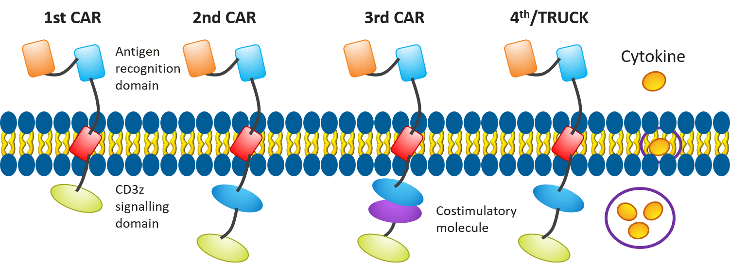 A Brief Introduction to CAR Tcell Therapy > Premier Research