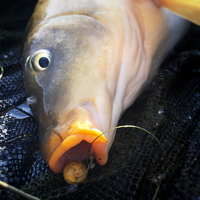 Hair Rig For Carp Fishing The Complete Guide Premier Angler