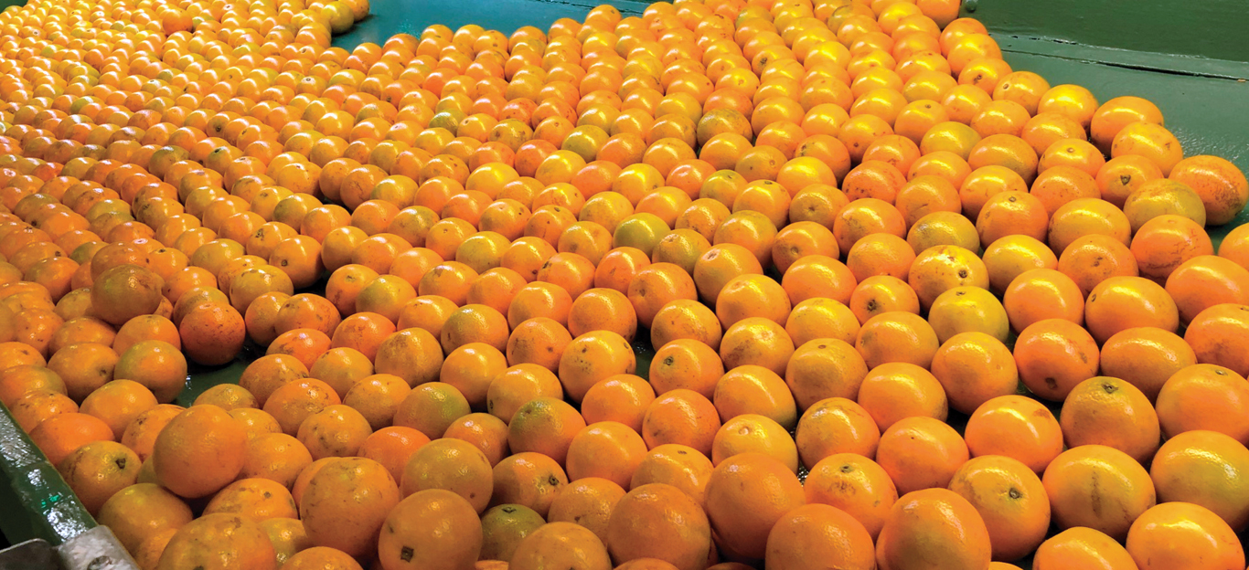 Packing House PremierCitrus