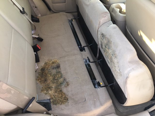 Case Study Vehicle Mold Removal