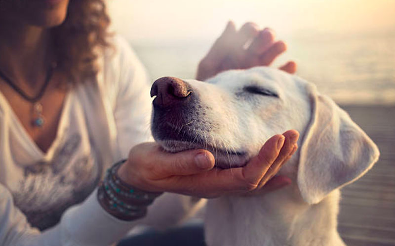 Canine Therapy Massage Techniques You Can Do At Home Premiere Petsitting