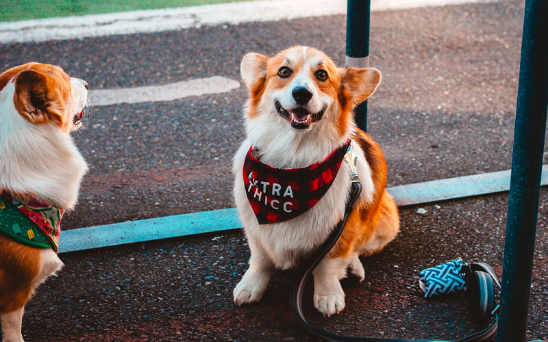 To Those Who Think Pet Sitting is a Side Hustle Premiere Petsitting