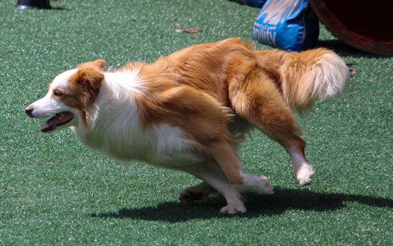 Events Premiere Petsitting