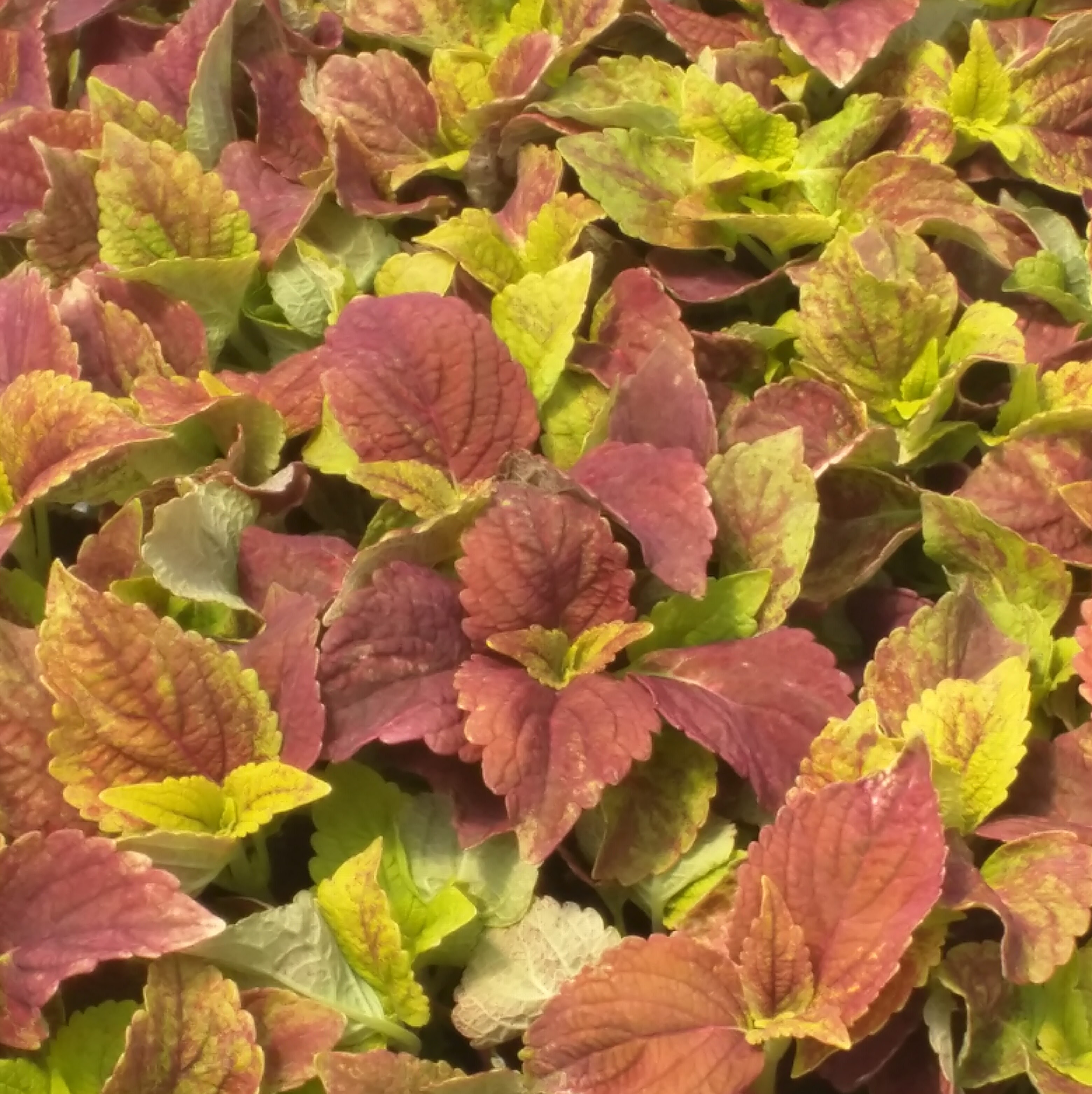 Coleus Alabama Sunset Premier Growers, Inc.