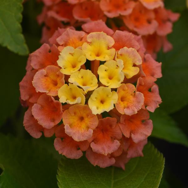 Lantana Bloomify Mango Premier Growers, Inc.