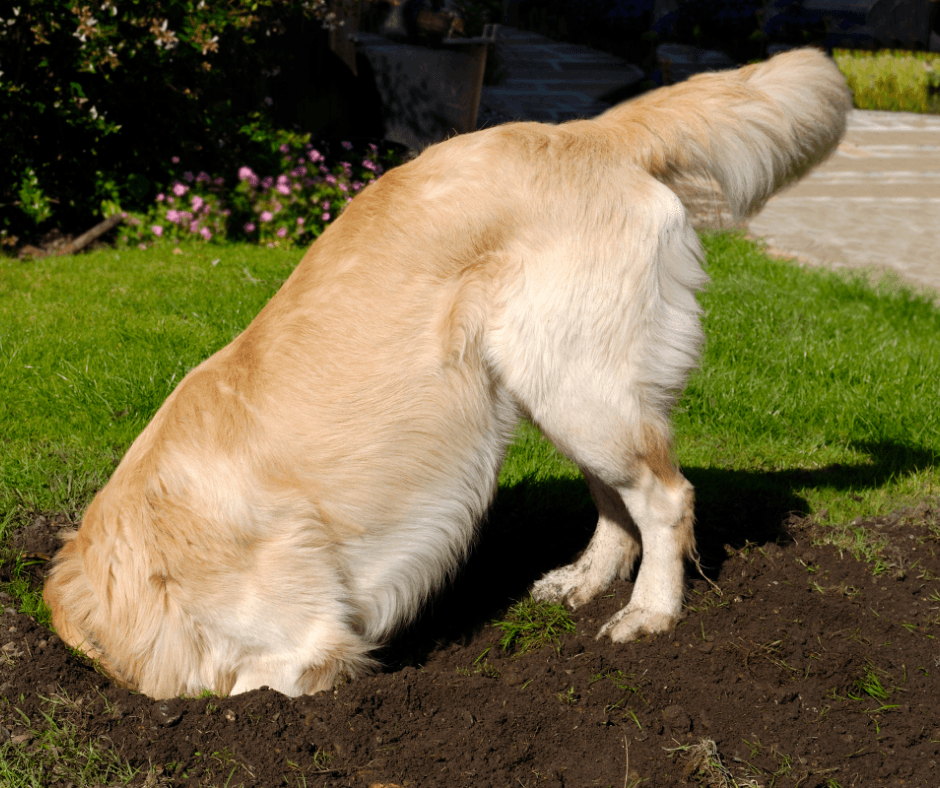 Lawns for dogs. How to stop your pet damaging your lawn. Premier Lawns