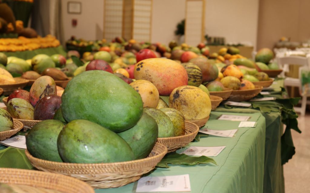 Mango Mania in the Sunshine State Your Guide to Florida's Mango Season