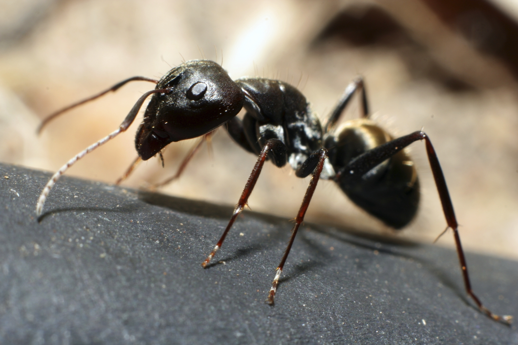 Pavement Ant