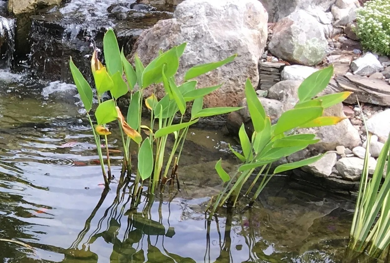 Why Are My Pond Plants Turning Yellow And Dying?