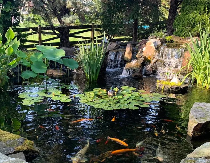Transform Your Backyard with Enchanting Goldfish Ponds with Waterfalls