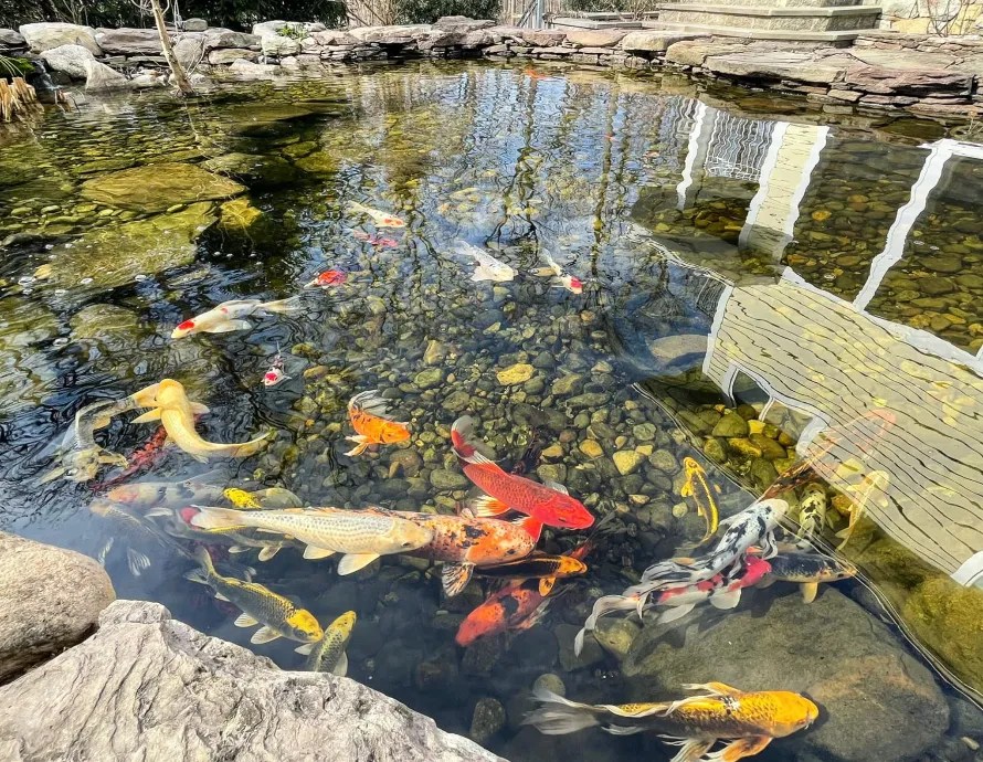 Goldfish Costs For Backyard Pond Owners In Frederick, MD 💵