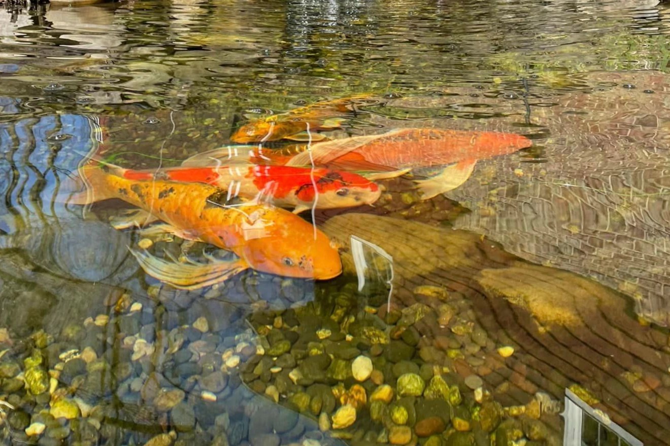 Common Koi Pond Treatments For Cleaner And Clearer Water 💦🎏