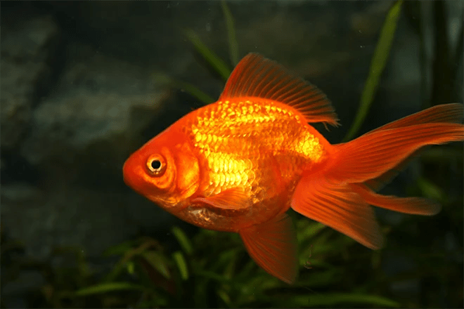 Goldfish Costs For Backyard Pond Owners In Frederick, MD 💵