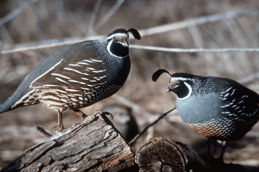 Kansas Quail Hunting Premier Quail Hunting