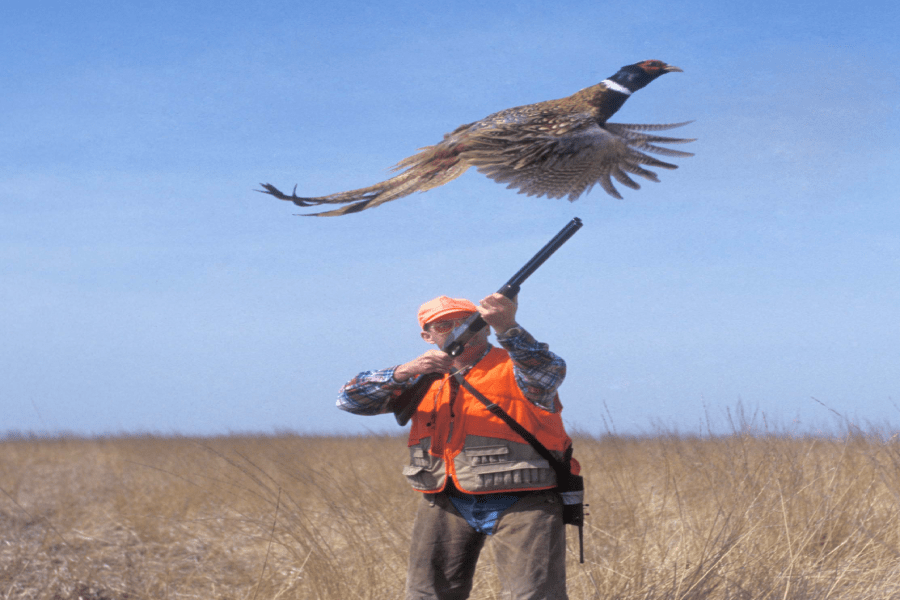 Take a Hands on Quail Hunting Trip with Burnt Pine Plantation Premier