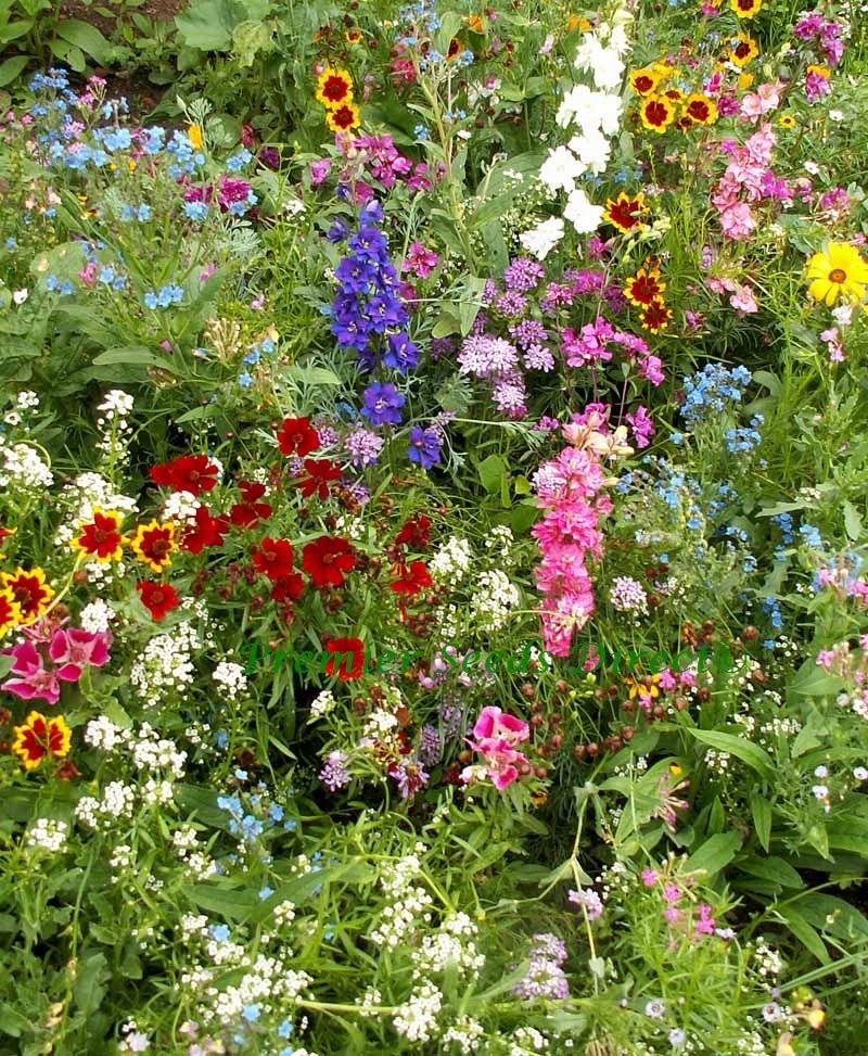 Flower Mix Full Sun Flowers Flower Mix Premier Seeds Direct Ltd.