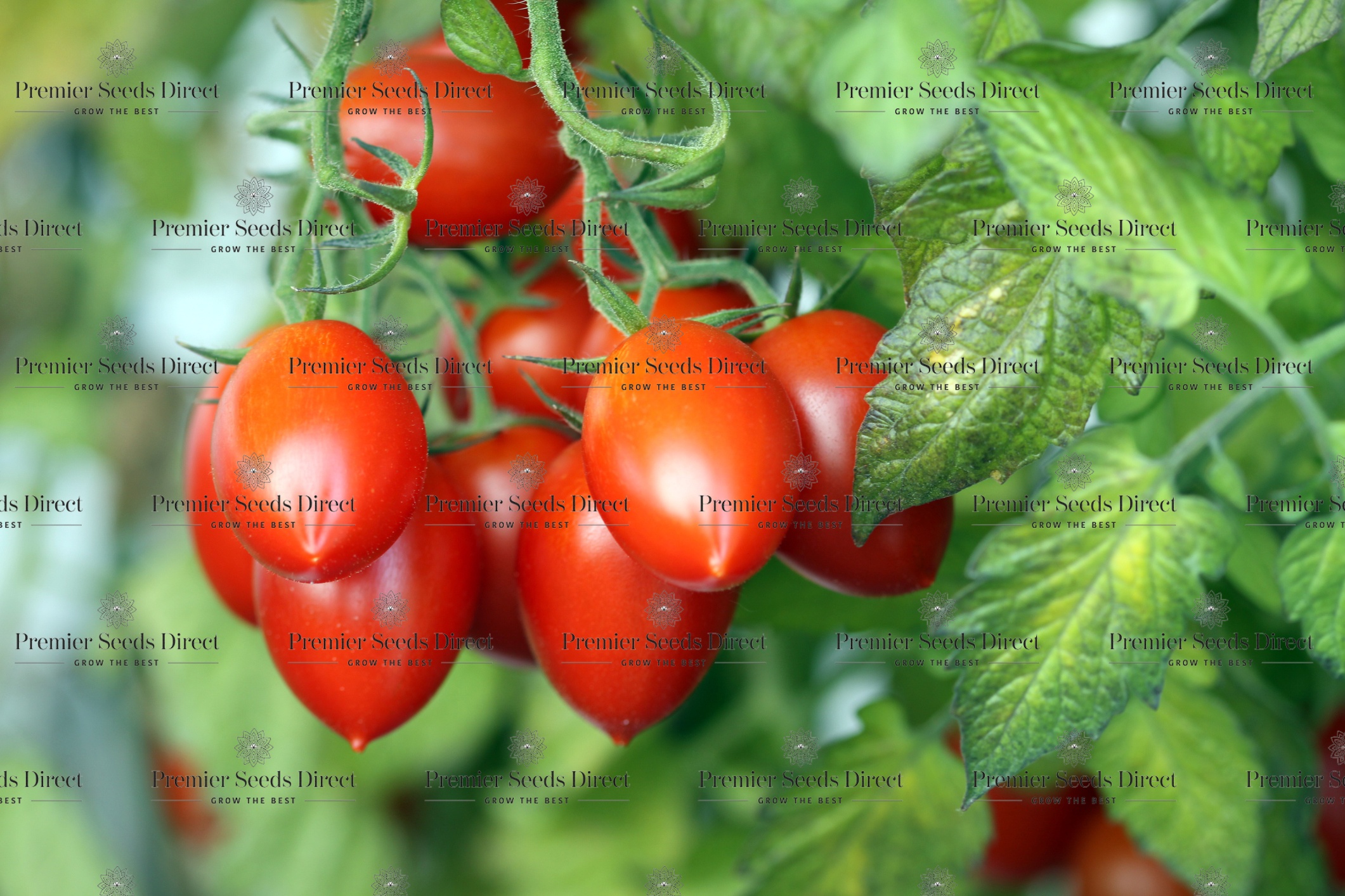 Tomato Roma Vf Tomato Premier Seeds Direct ltd