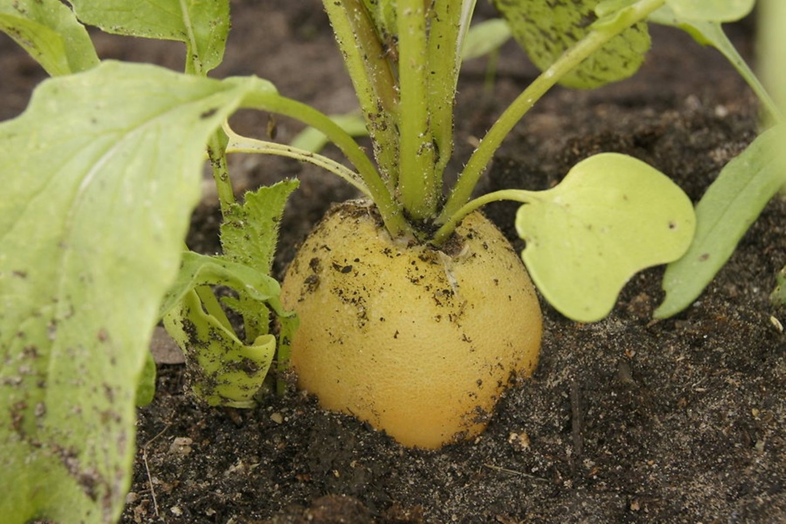 VEGETABLE RADISH ZLATA YELLOW/ Radish/ PremierSeedsDirect