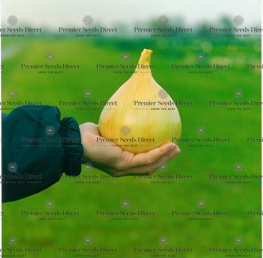 Vegetable ONION EXHIBITION/ Onion / PremierSeedsDirect