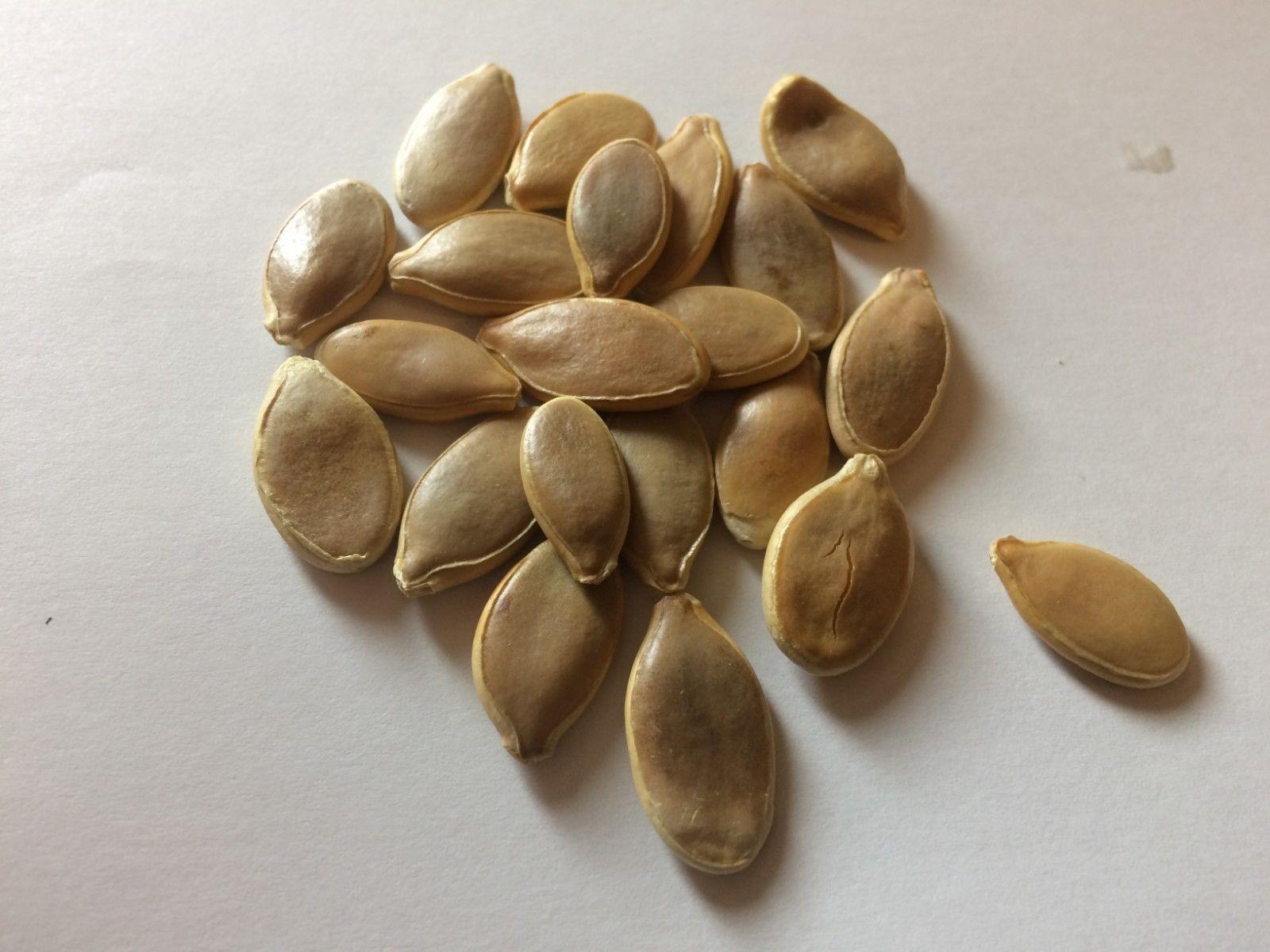 PUMPKIN DILLS ATLANTIC GIANT LARGER SEEDS/ Pumpkin / PremieSeedsDirect