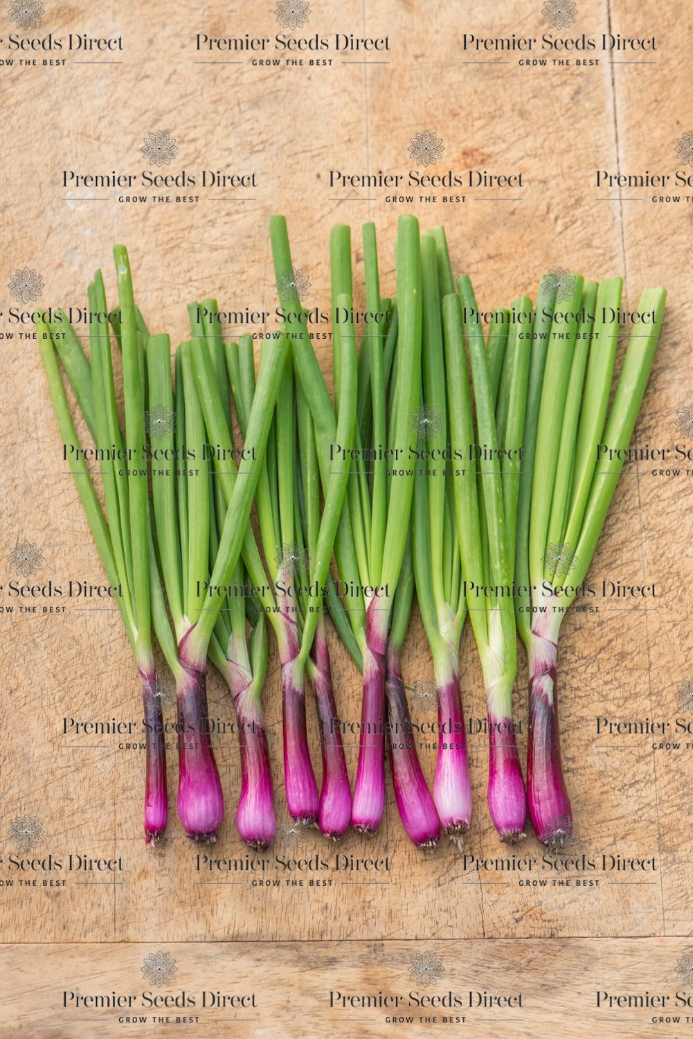 Purple Spring Onion Lilia Premier Seeds Direct