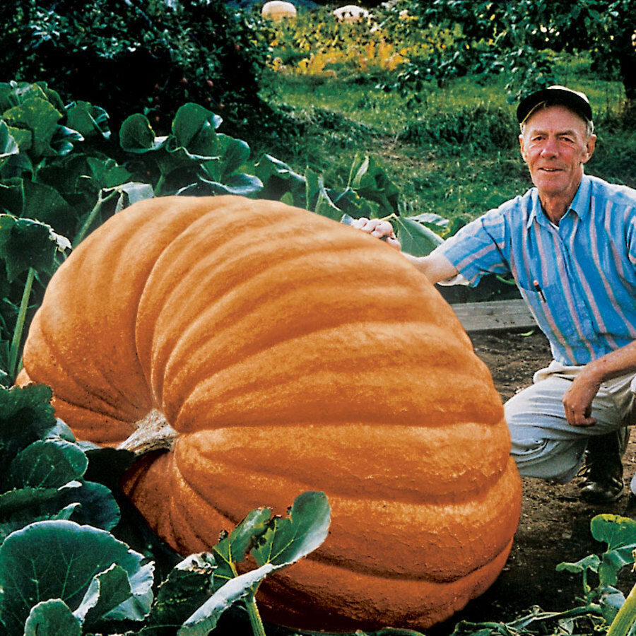 Pumpkin Dills Atlantic Giant Premier Seeds Direct