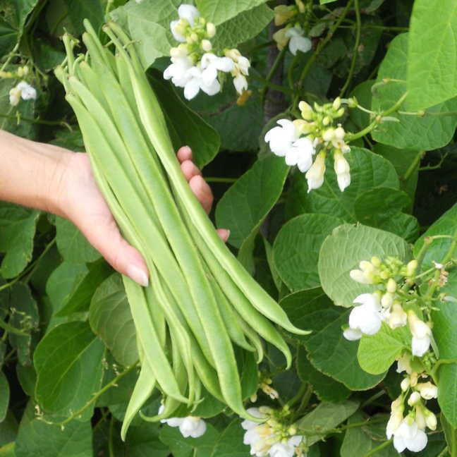 Runner Bean Moonlight Premier Seeds Direct